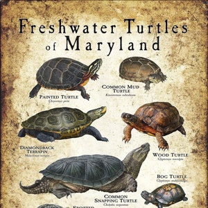 Impresión de póster/guía de campo sobre tortugas de agua dulce de Maryland: ¡FIRMADA POR EL ARTISTA!