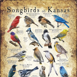 Songbirds of Kansas Poster Print/Field Guide - SIGNED BY ARTIST!