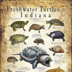 Freshwater Turtles of Indiana Poster Print/Field Guide - SIGNED BY ARTIST!