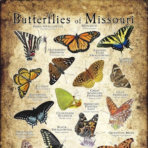 Butterflies of Missouri Poster Print - Field Guide