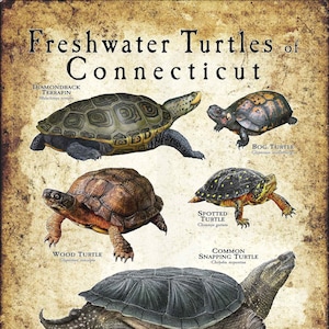 Impression d&#39;affiches/guide de terrain sur les tortues d&#39;eau douce du Connecticut - SIGNÉE PAR L&#39;ARTISTE !