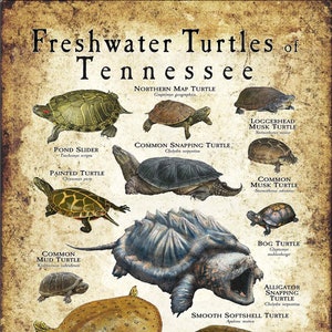 Freshwater Turtles of Tennessee Poster Print/Field Guide - SIGNED BY ARTIST!