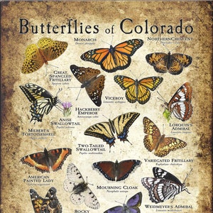 Butterflies of Colorado Poster Print - Field Guide