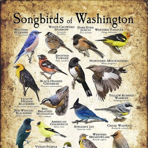 Impresión de póster/guía de campo de Pájaros cantores de Washington: ¡FIRMADA POR EL ARTISTA!