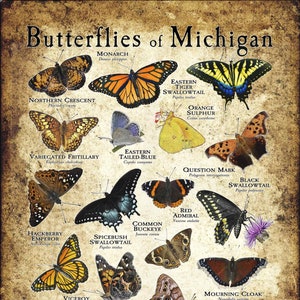 Butterflies of Michigan Poster Print/Field Guide - SIGNED BY ARTIST!