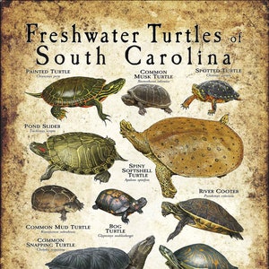 Impresión de póster/guía de campo sobre tortugas de agua dulce de Carolina del Sur: ¡FIRMADA POR EL ARTISTA!