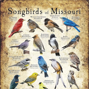 Songbirds of Missouri Poster Print - Field Guide