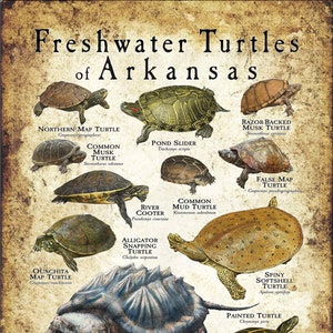 Impression d&#39;affiches/guide de terrain sur les tortues d&#39;eau douce de l&#39;Arkansas - SIGNÉE PAR L&#39;ARTISTE !