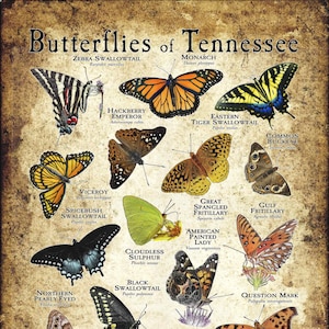 Butterflies of Tennessee Poster Print - Field Guide
