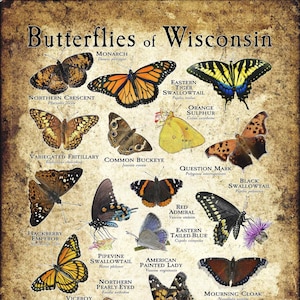 Butterflies of Wisconsin Poster Print/Field Guide - SIGNED BY ARTIST!