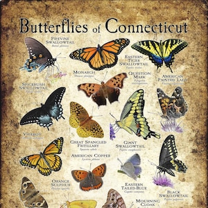 Butterflies of Connecticut Poster Print - Field Guide