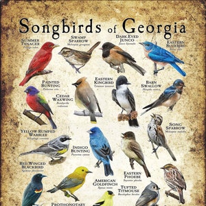 Songbirds of Georgia Poster Print/Field Guide - SIGNED BY ARTIST!