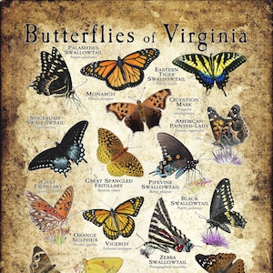 Butterflies of Virginia Poster Druck/Field Guide - SIGNIERT VOM KÜNSTLER!