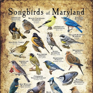 Singvögel von Maryland Poster Druck/Field Guide - SIGNIERT VOM KÜNSTLER!