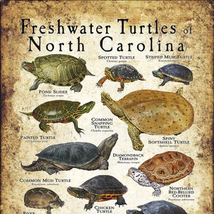 Impression d&#39;affiche / guide de terrain sur les tortues d&#39;eau douce de Caroline du Nord - SIGNÉE PAR L&#39;ARTISTE !