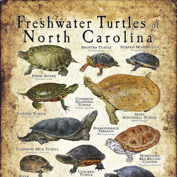 Freshwater Turtles of North Carolina Poster Print - Field Guide