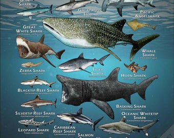 世界のサメのポスタープリント - アーティストのサイン入り! - Etsy 日本