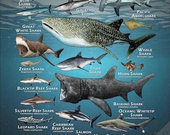 世界のサメのポスタープリント - アーティストのサイン入り! - Etsy 日本