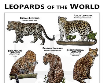 Poster leopardi del mondo / Guida sul campo