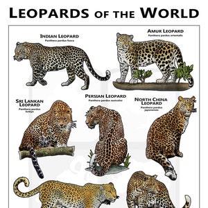 Cartel de Leopardos del Mundo / Guía de campo
