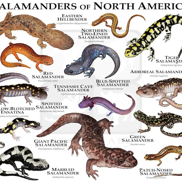 Salamanders of North America Poster Print