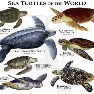 Sea Turtles of the World Poster Print