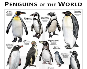 Penguins of The World Print