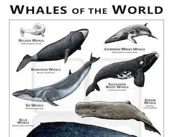 Whales of the World Poster/Field Guide