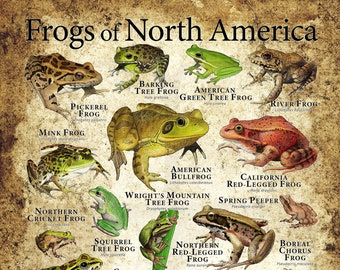 Frogs of North America Poster Print