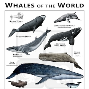 Whales of the World Poster/Field Guide