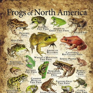 Frogs of North America Poster Print