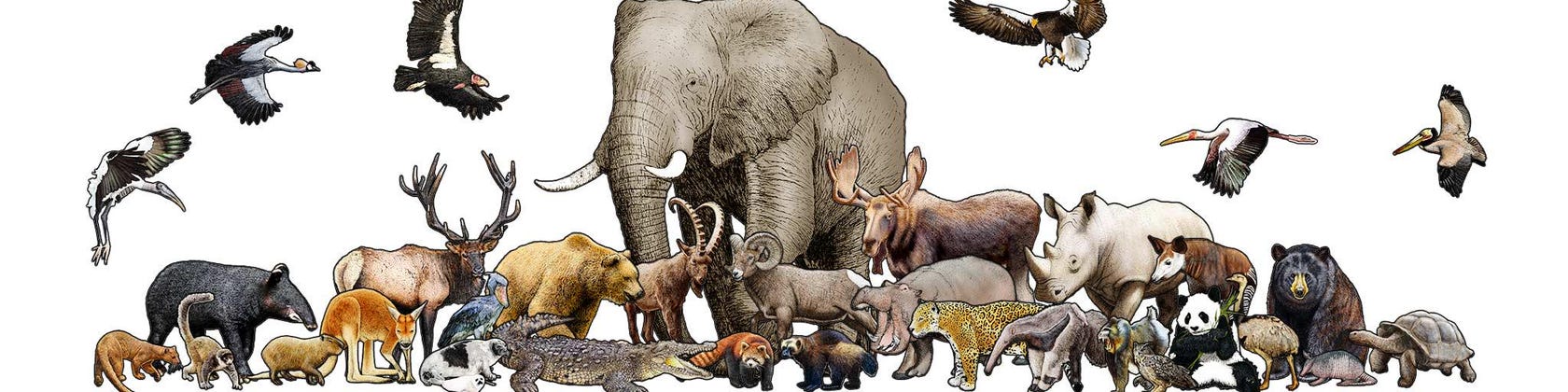 WildlifeArtbyRoger - Etsy 日本