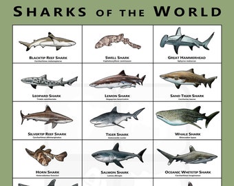 Sharks of the World Art Poster / Field Guide