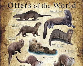 Otters of the World Poster / Field Guide - SIGNED BY ARTIST!
