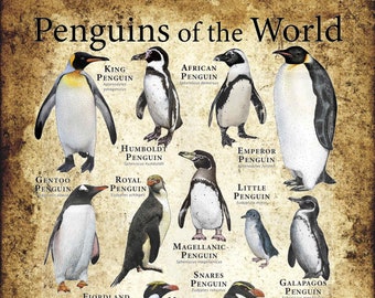 Penguins of The World Poster Print