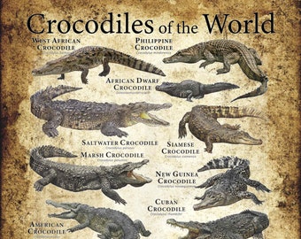 Crocodiles of the World Poster Print