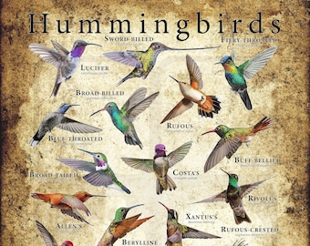 Hummingbirds of the World Poster - SIGNED BY ARTIST!