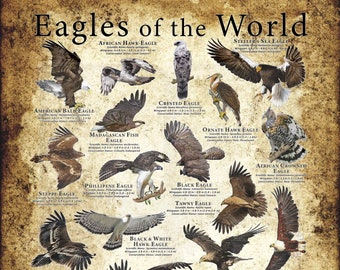 カリフォルニア昼行性猛禽類フィールドガイドアートプリント / タカ