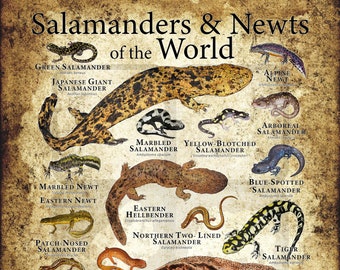 Salamanders and Newts of the World Poster Print