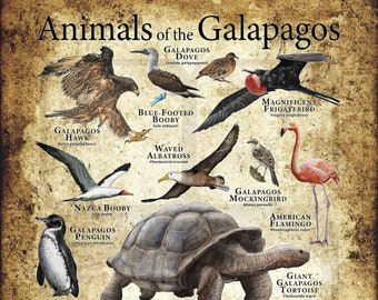 ガラパゴス諸島の動物のポスタープリント - アーティストのサイン入り