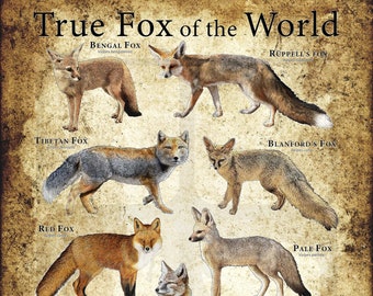 真の世界のキツネのポスタープリント - アーティストのサイン入り
