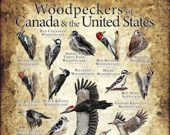 Woodpeckers of Canada & the United States Poster / Field Guide