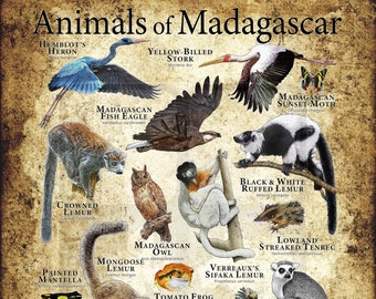 Lemurs of Madagascar Poster Print | Etsy