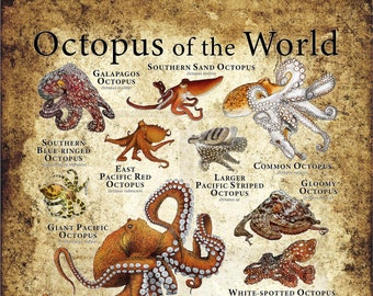 Octopus of the World Poster