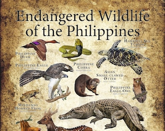 Endangered Wildlife of the Philippines Poster Print