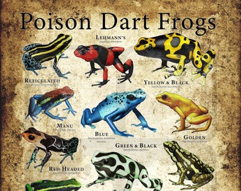 Poison Dart Frogs Poster Print