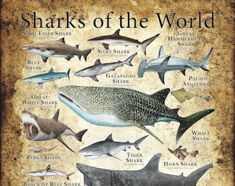 Sharks of the World Poster Print - SIGNED BY ARTIST! - Etsy Canada