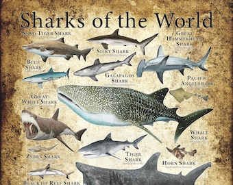 Sharks of the World Poster Print