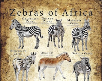 Zebras of Africa Poster / Field Guide