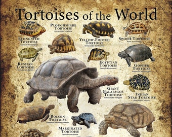 Impression d’affiches Tortues du Monde